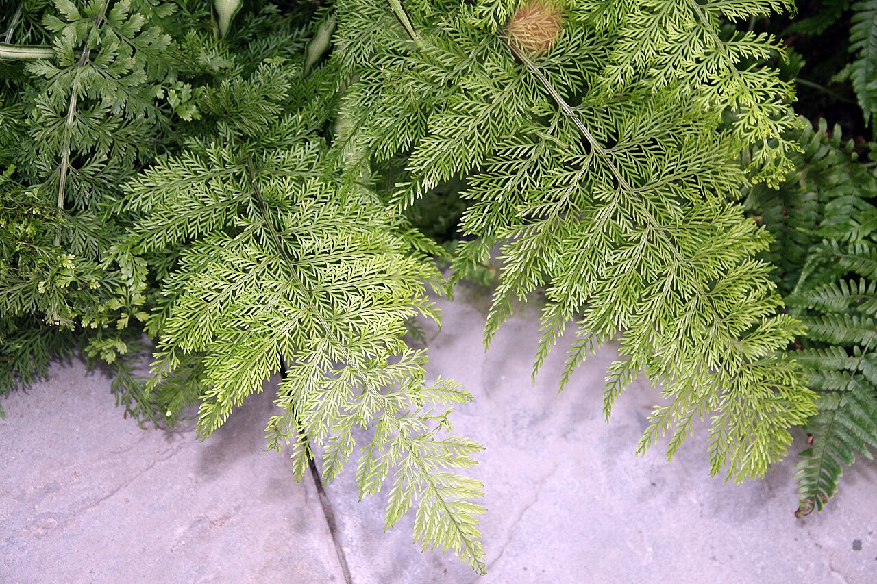 Detail sviežich zelených listov Asplenium bulbiferum