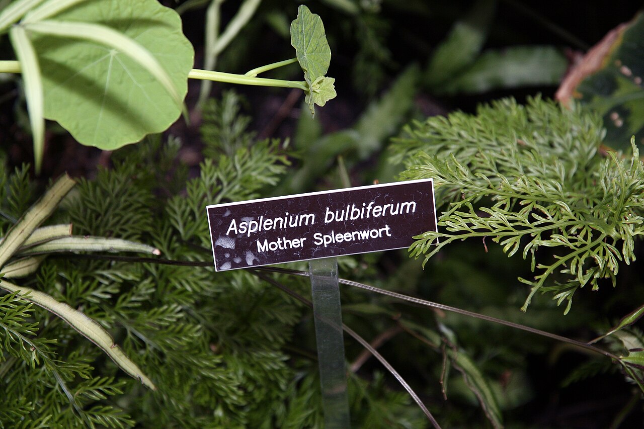 Asplenium bulbiferum ako izbová papraď v črepníku
