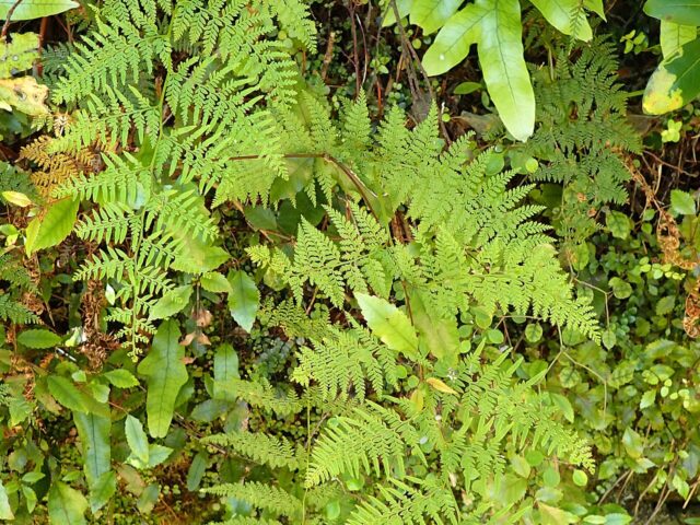 Starostlivosť o Asplenium gracillimum v interiéri