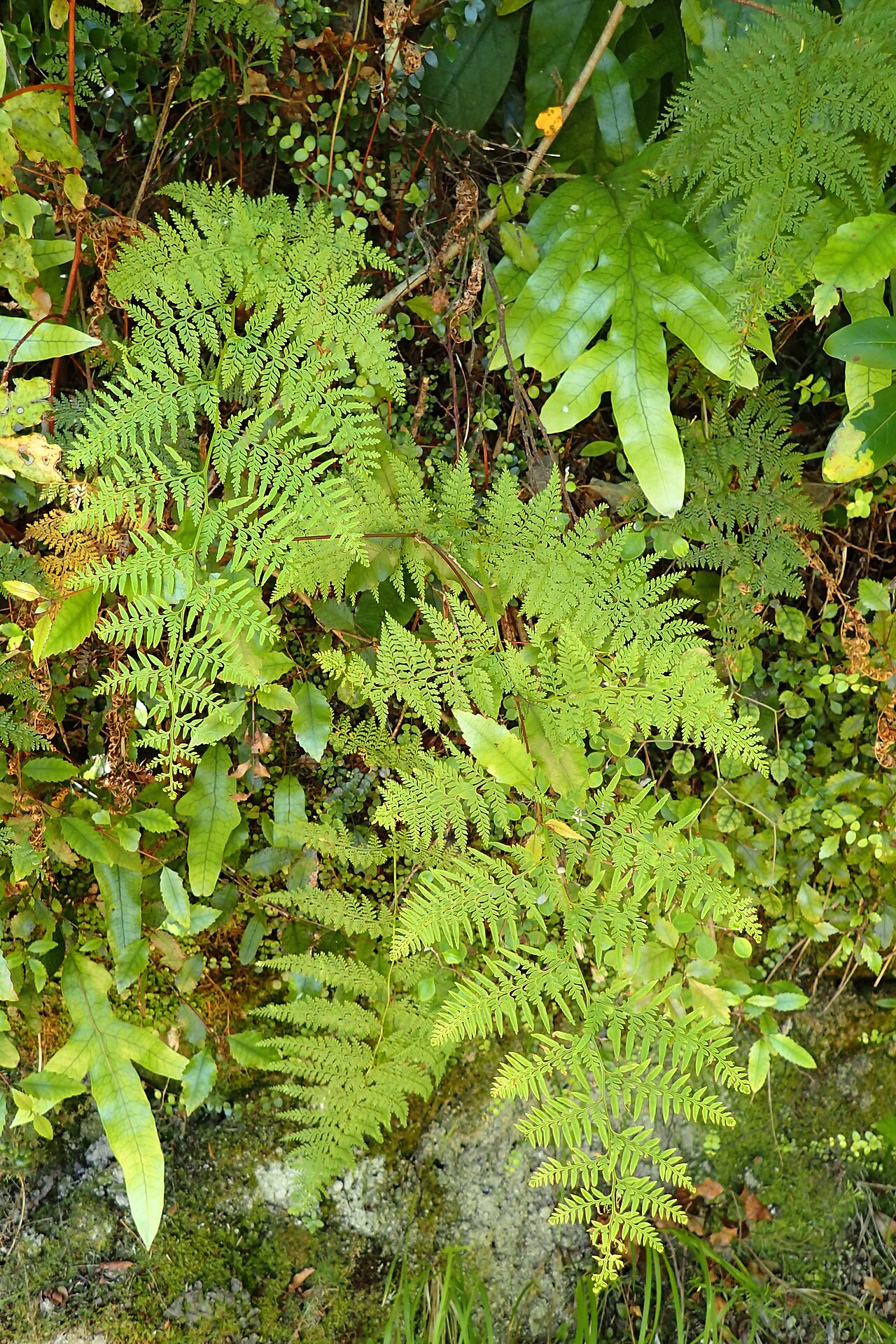 Starostlivosť o Asplenium gracillimum v interiéri