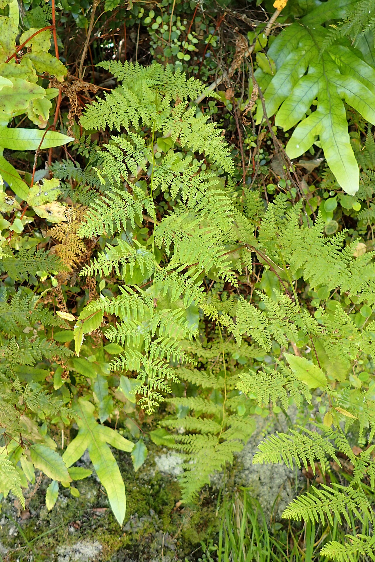 Jemné svetlozelené listy rastliny Asplenium gracillimum