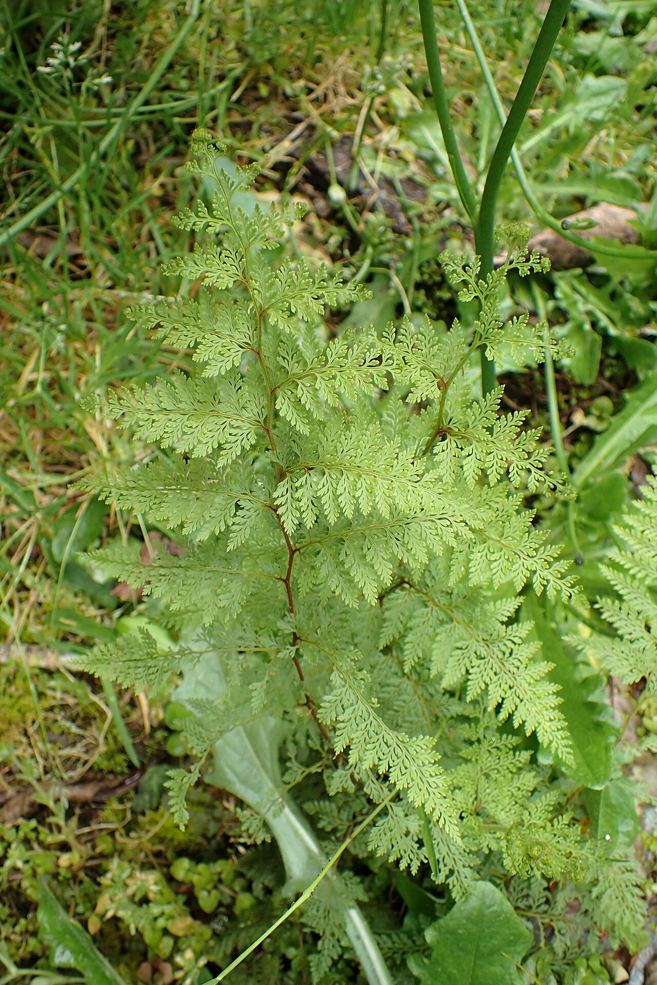Asplenium gracillimum pestované v kvetináči