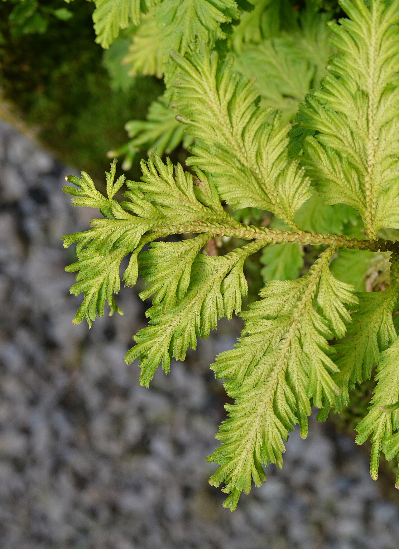 Starostlivosť o Asplenium nidus v interiéri