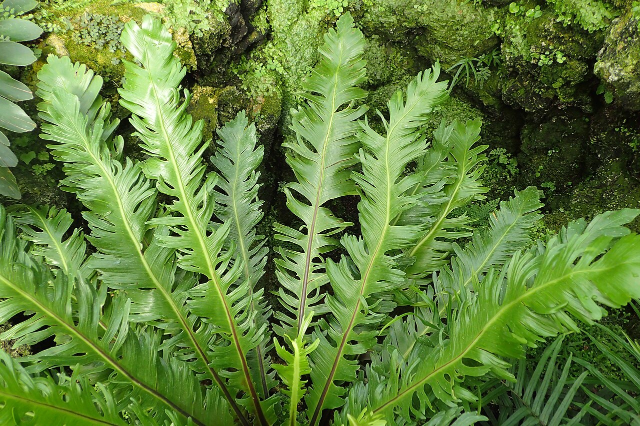 Asplenium nidus v kvetináči pri rozptýlenom svetle
