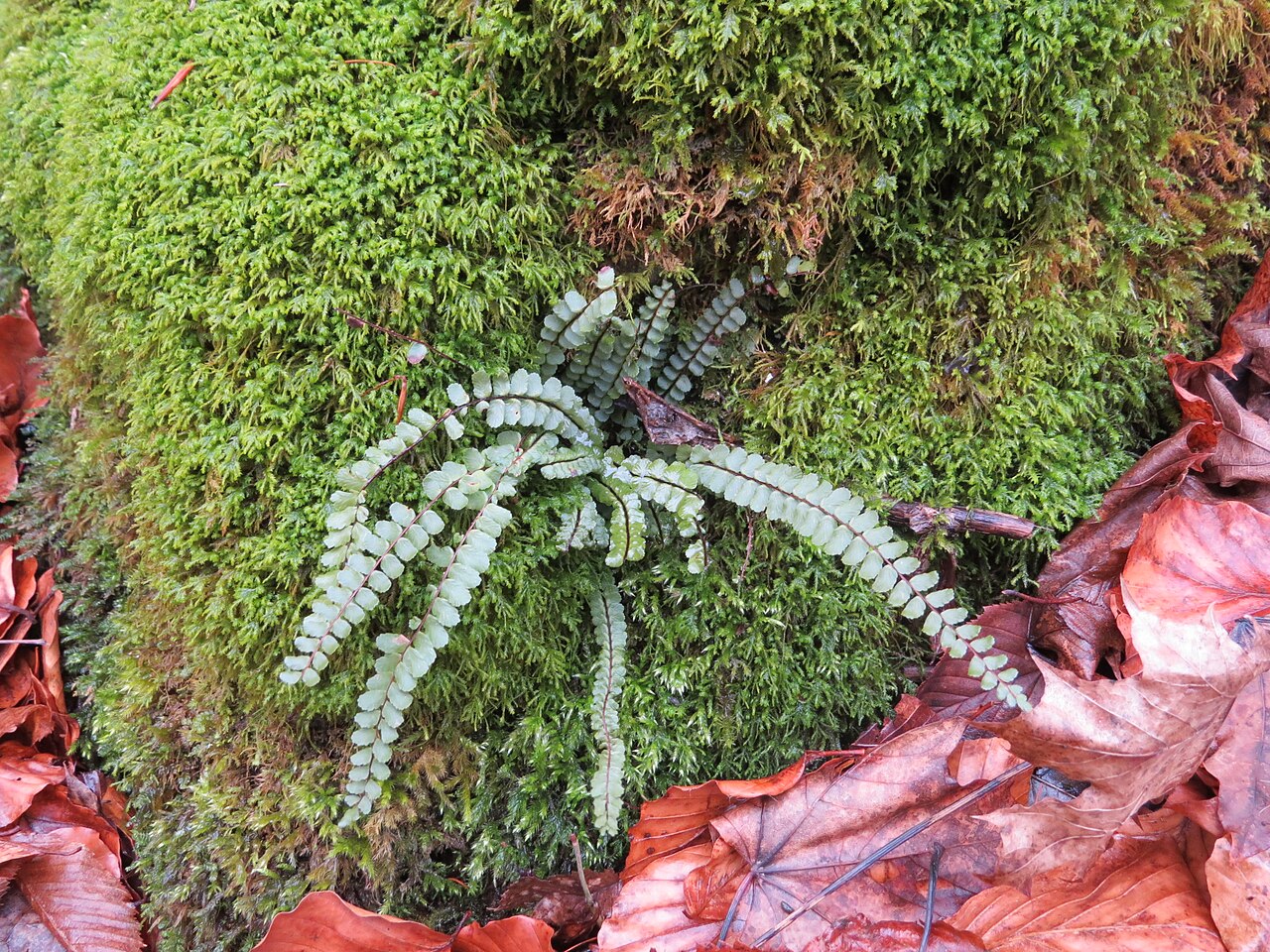 Starostlivosť o Asplenium trichomanes v interiéri