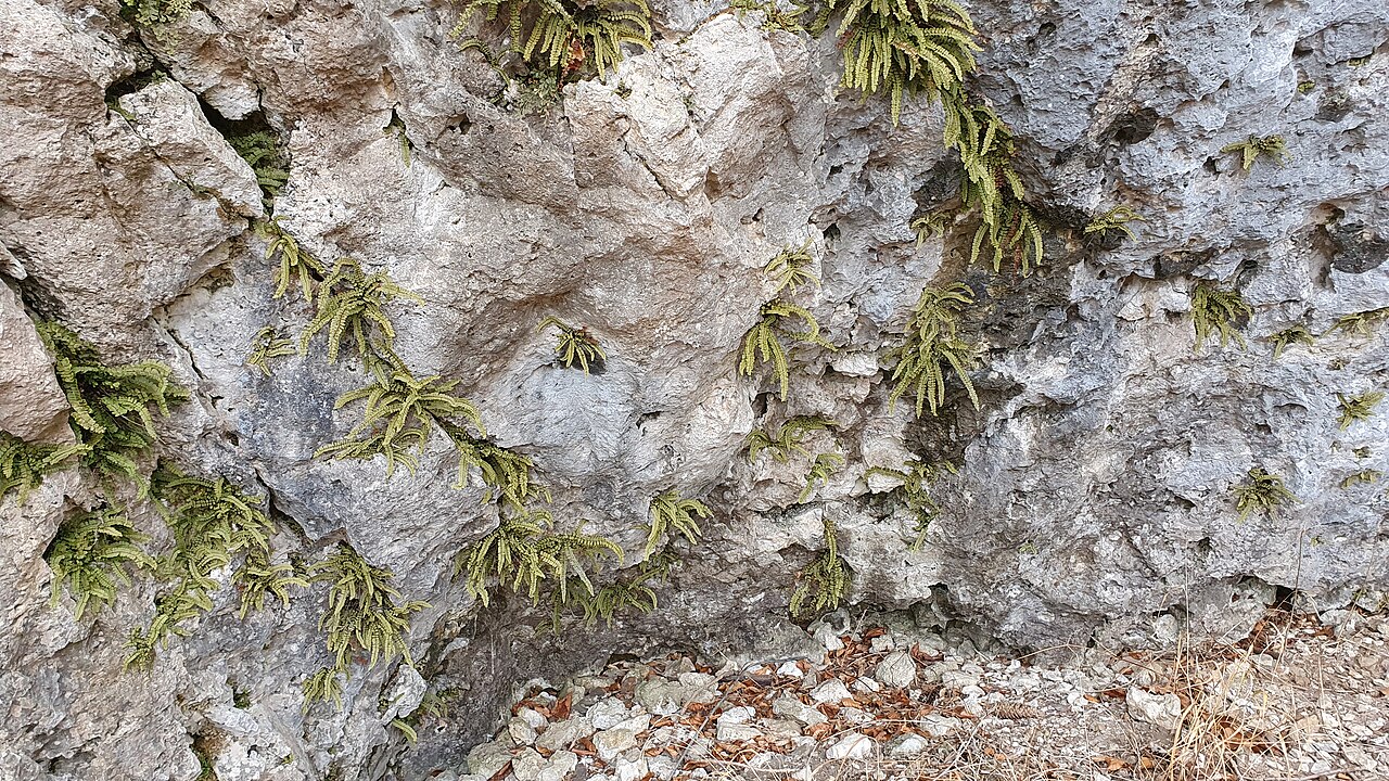 Jemné listy paprade Asplenium trichomanes