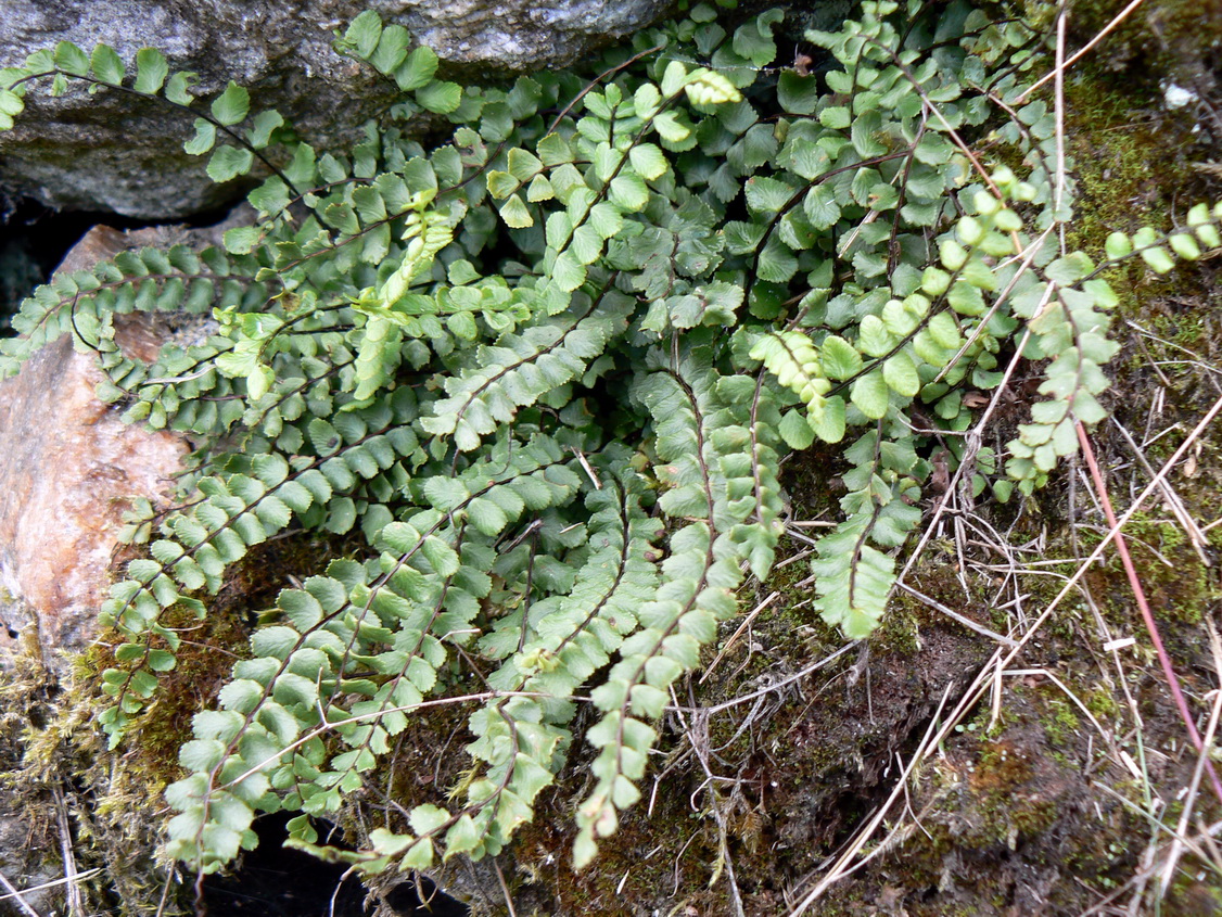 Asplenium trichomanes pestované v teráriu