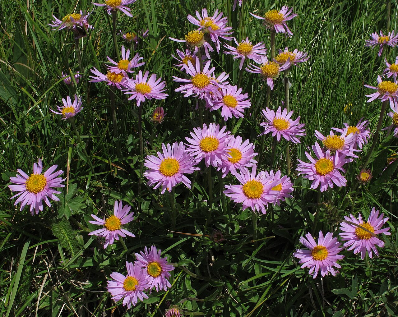Starostlivosť o Aster alpinus na slnečnom záhone