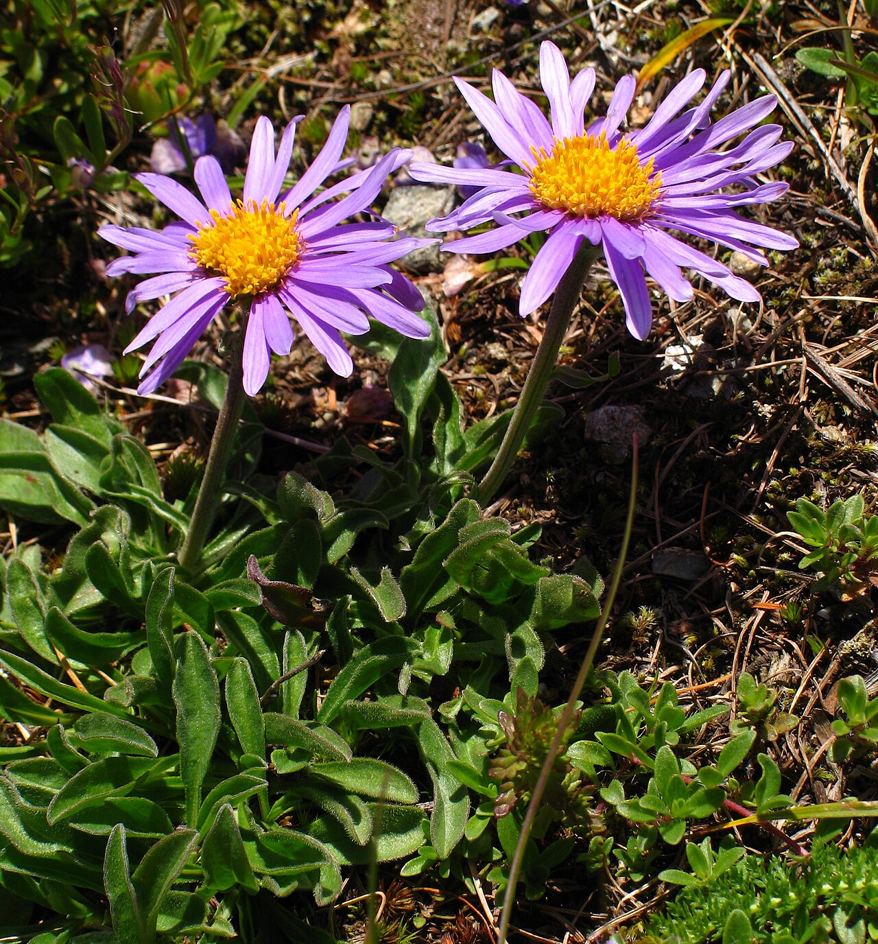 Kvitnúci Aster alpinus v skalke