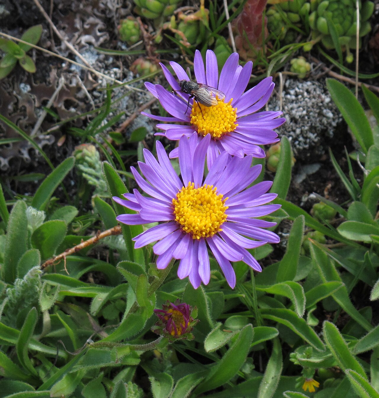 Detail kvetu rastliny Aster alpinus