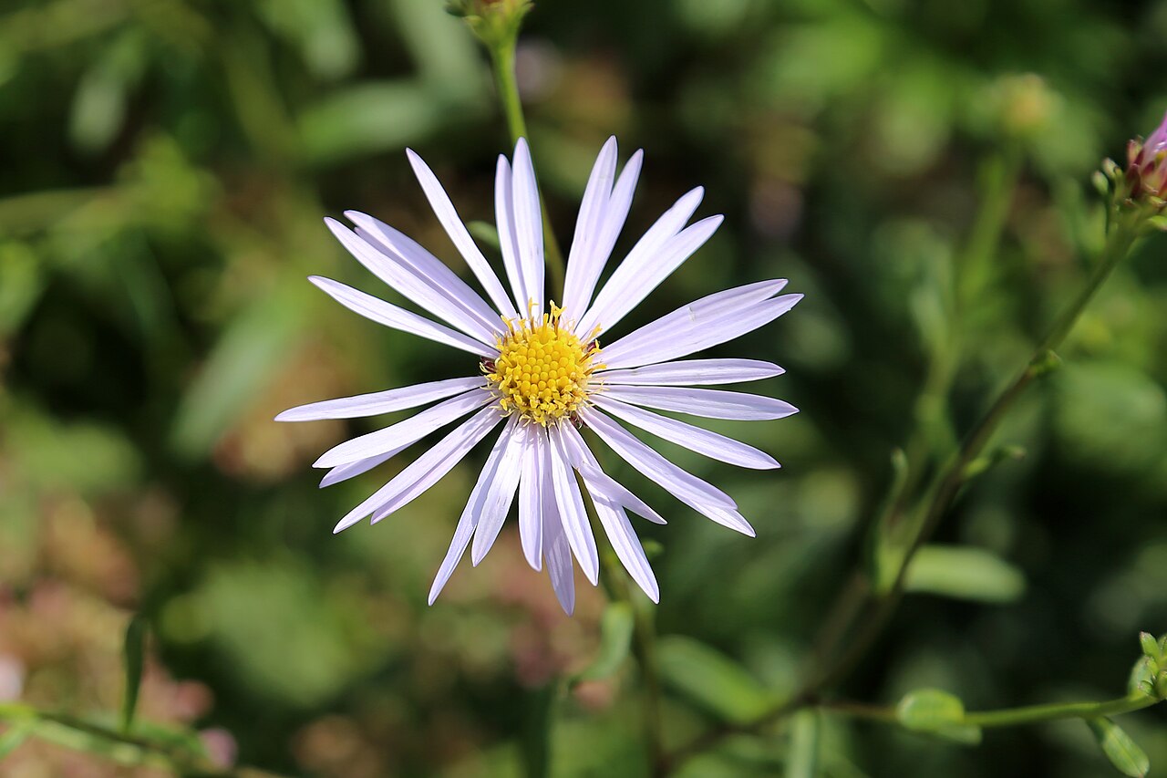 Kvitnúci Aster amellus s fialovými kvetmi