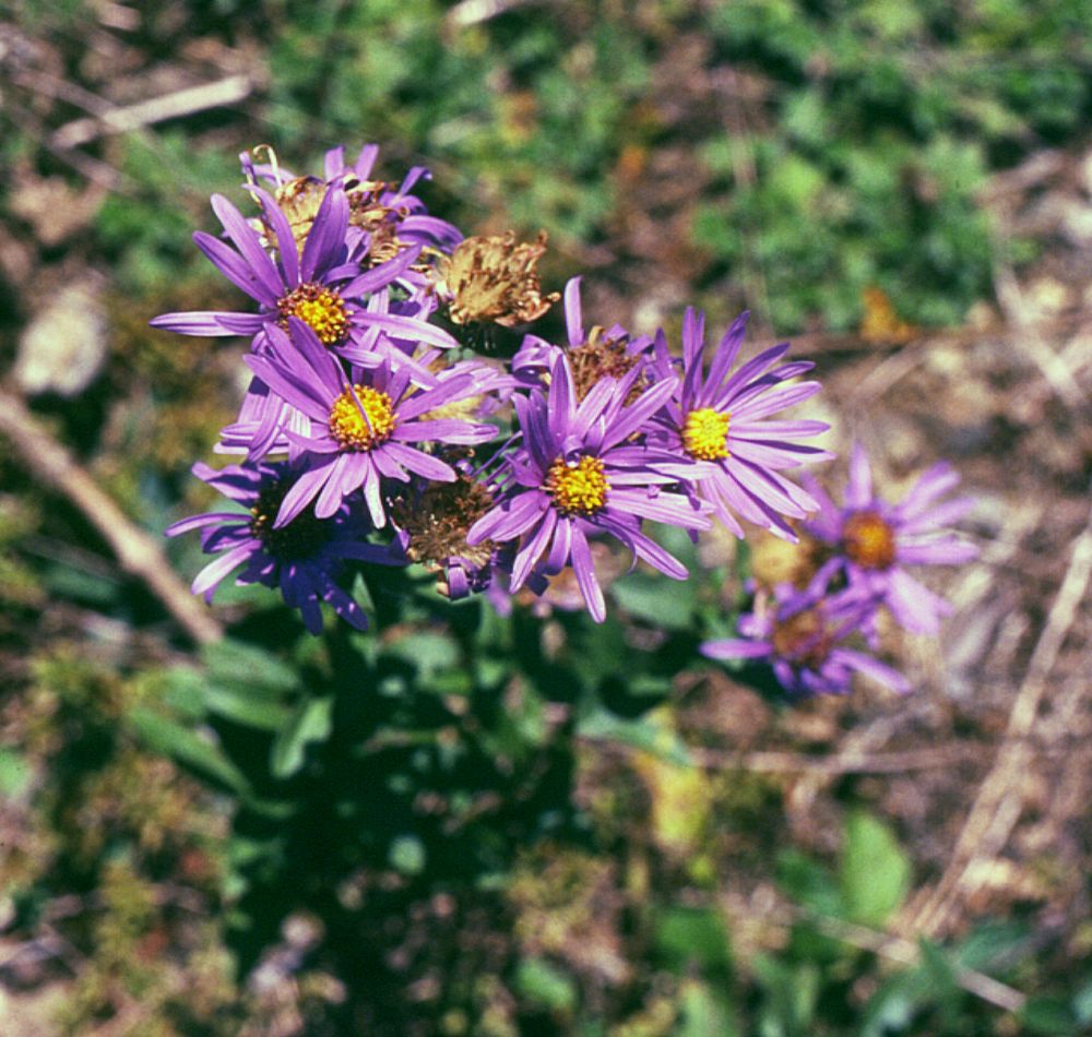 Detail listov a stoniek rastliny Aster amellus