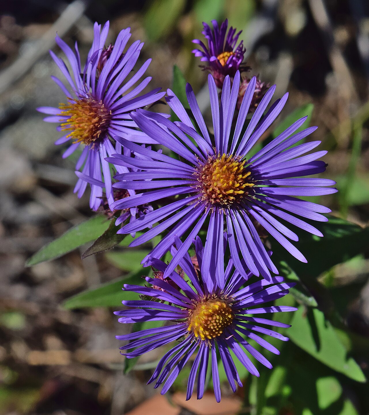 Starostlivosť o Aster novae-angliae v období kvitnutia