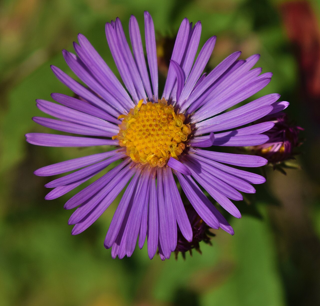 Kvety Aster novae-angliae v jesennom záhone