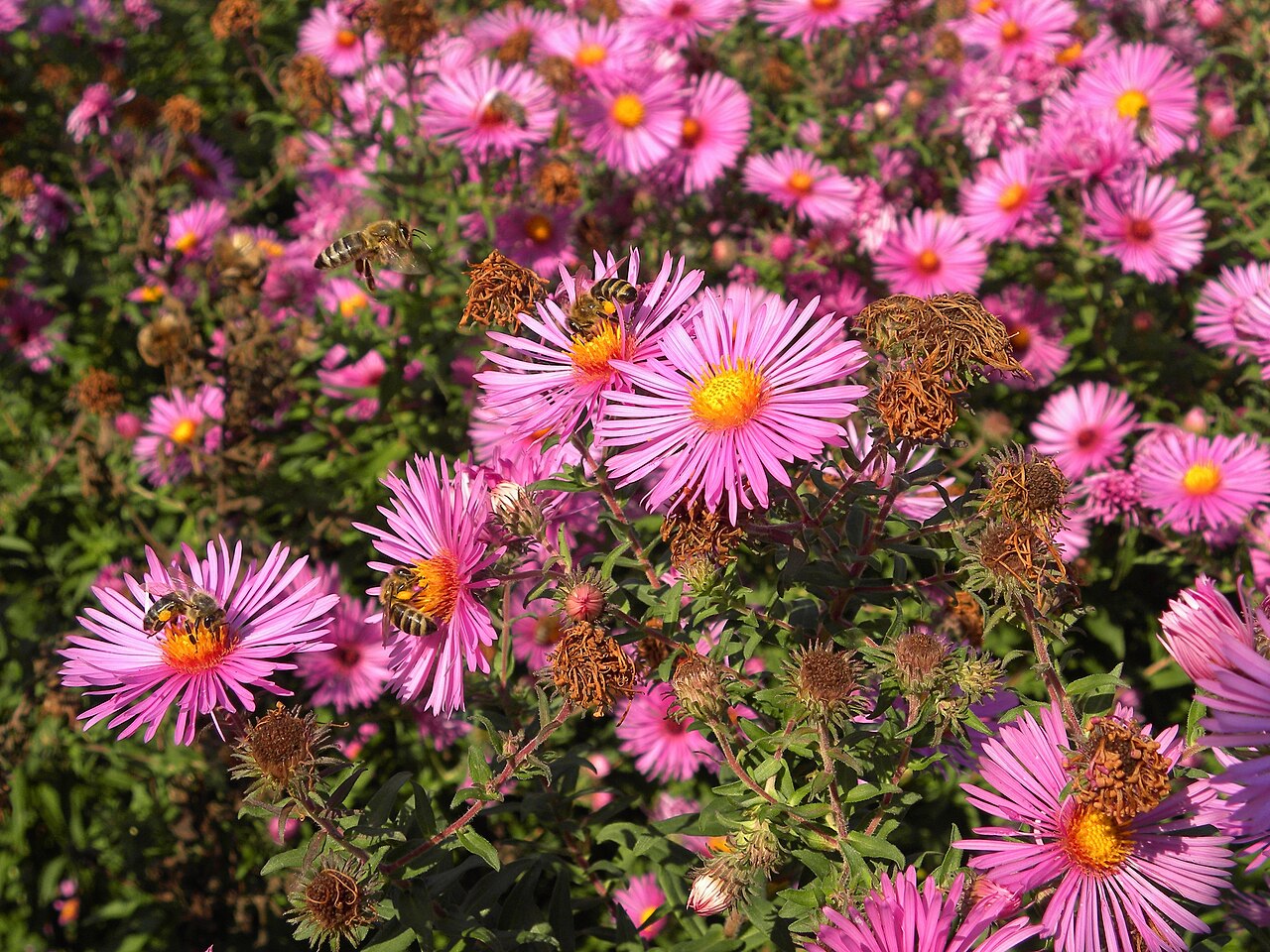 Detail kvetov rastliny Aster novae-angliae