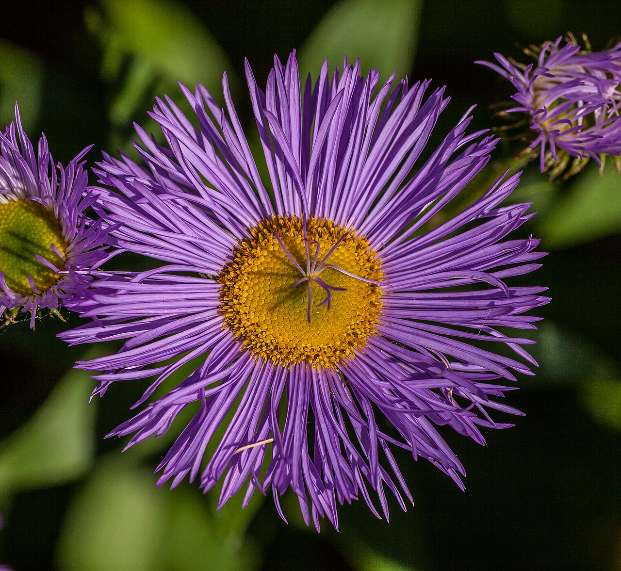 Starostlivosť o Aster novi-belgii a detail kvitnúcej rastliny