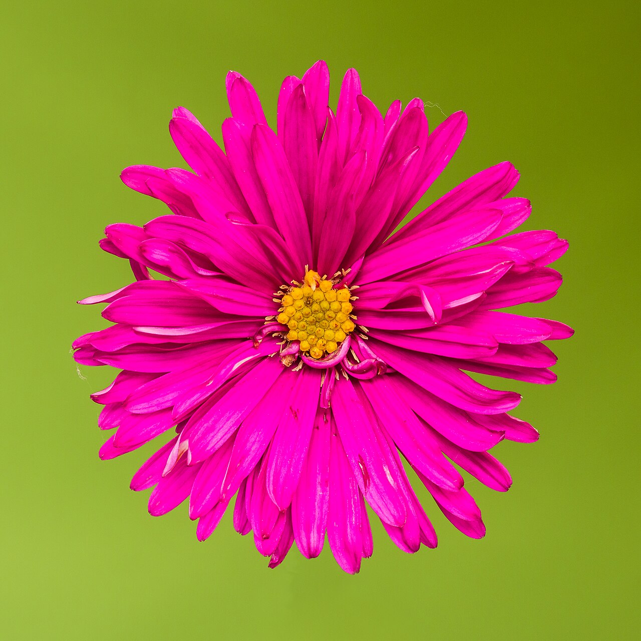 Aster novi-belgii na záhone počas jesenného kvitnutia
