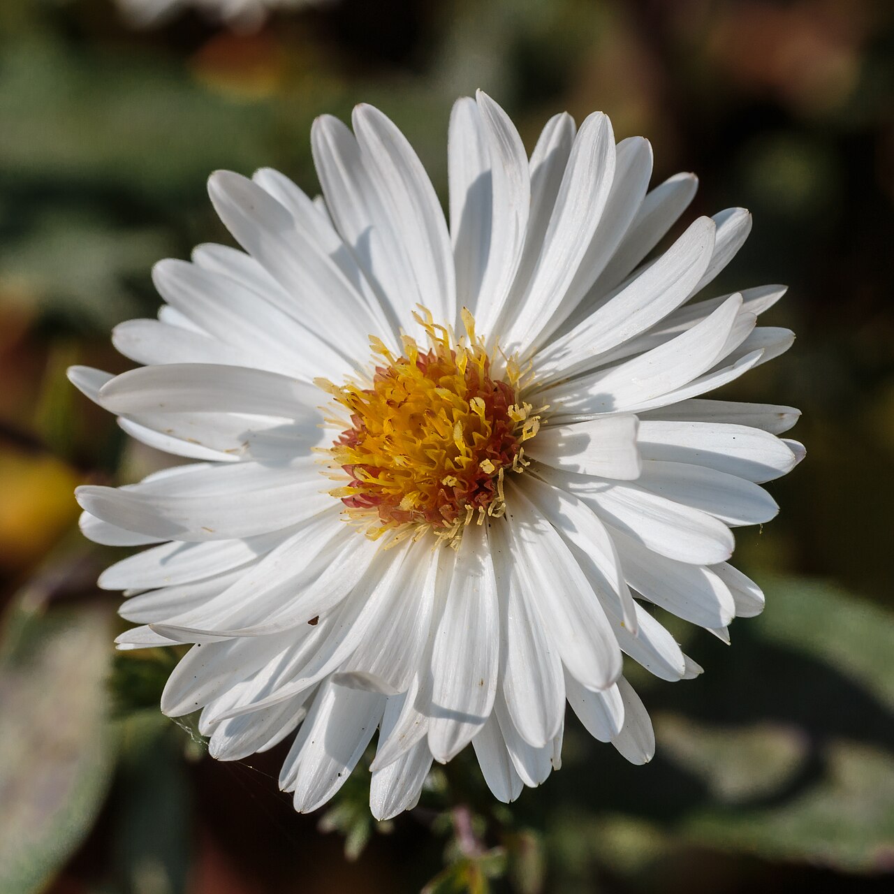 Detail fialových kvetov Aster novi-belgii