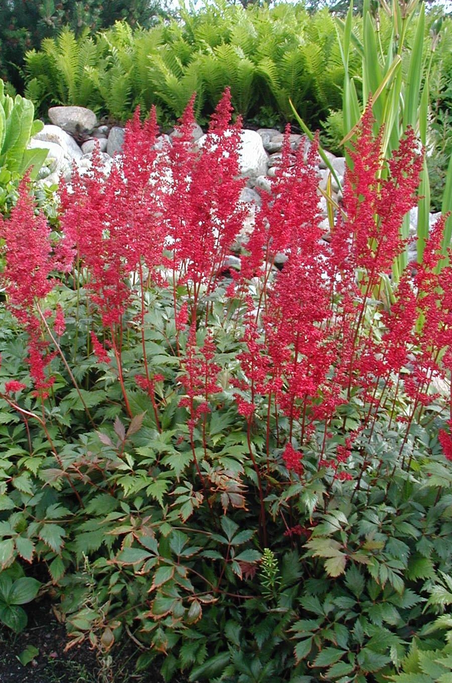 Astilbe × arendsii pestovanie v polotienistom záhone