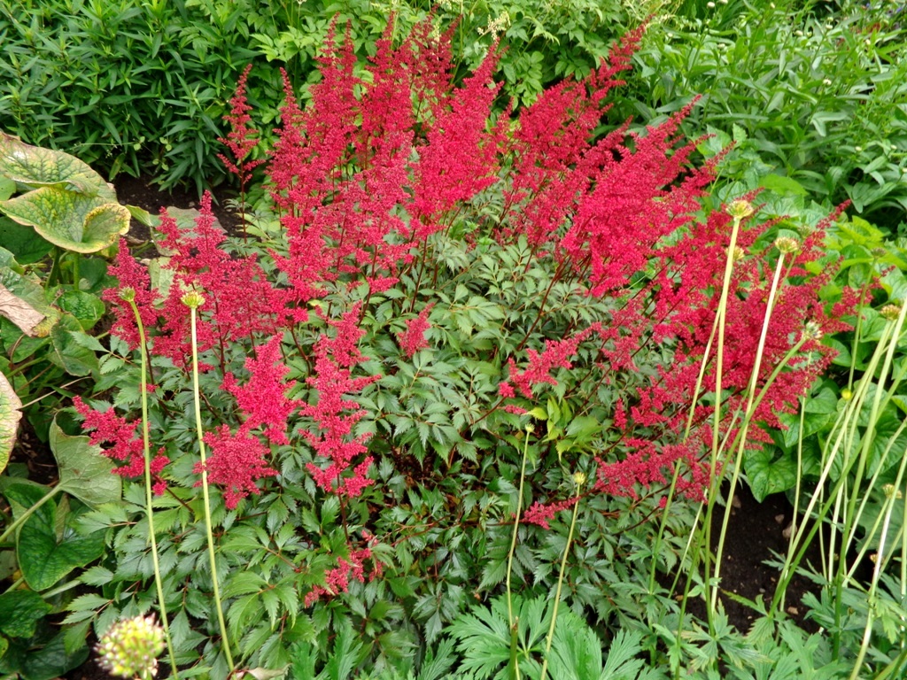 Kvitnúca Astilbe × arendsii s hustými metlinami
