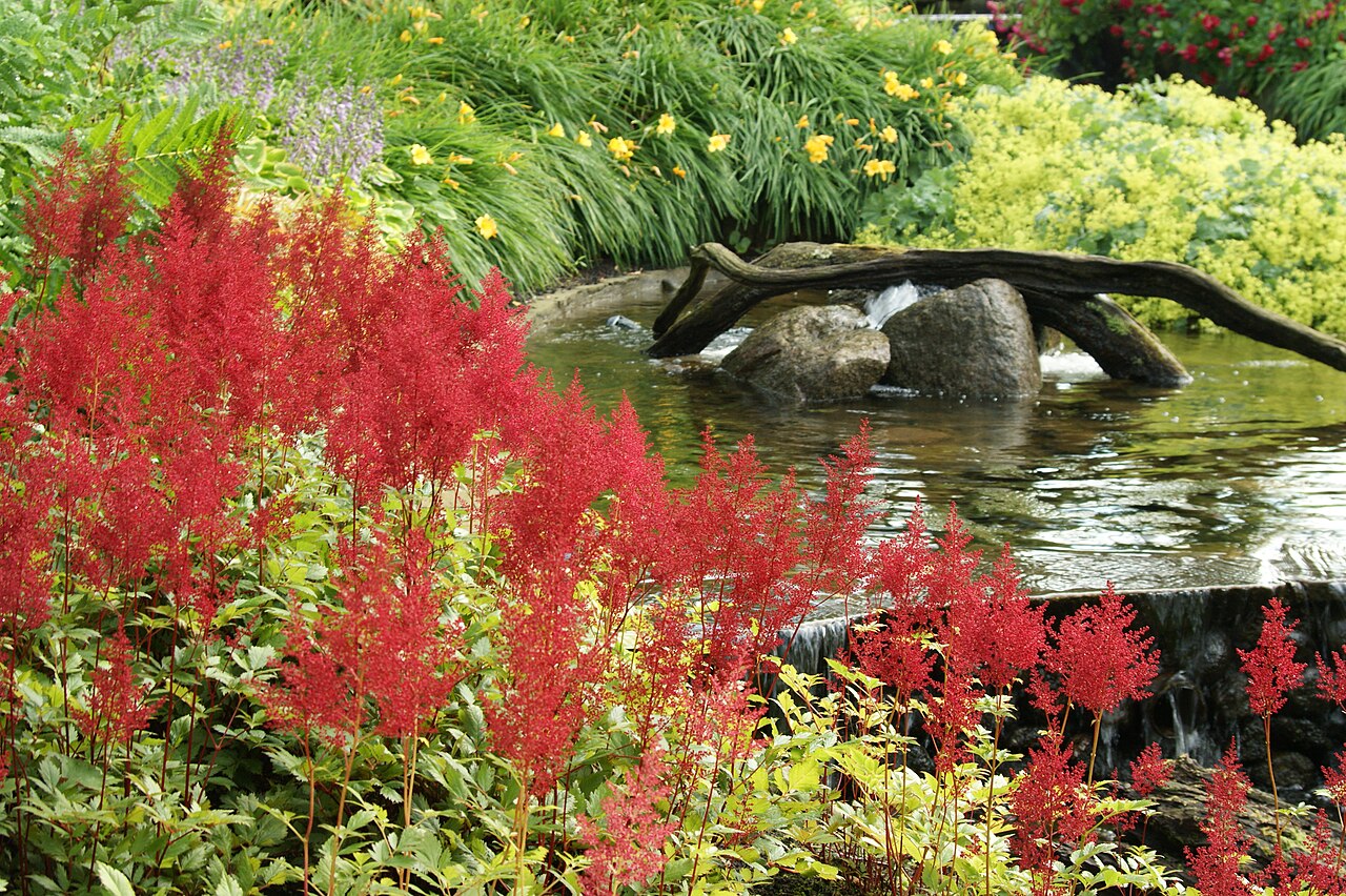 Detail listov rastliny Astilbe × arendsii