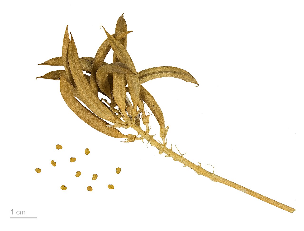 Starostlivosť o Astragalus glycyphyllos v záhradnom stanovišti