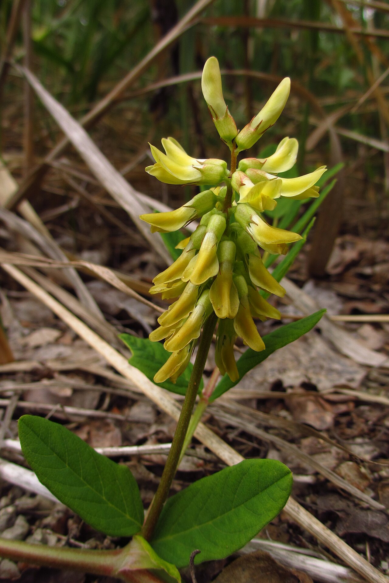 Astragalus glycyphyllos s krémovožltými kvetmi