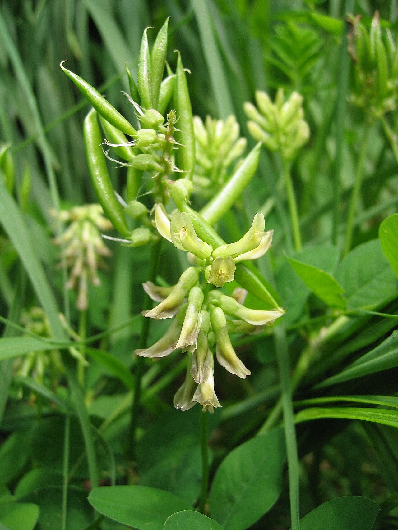Detail listov rastliny Astragalus glycyphyllos
