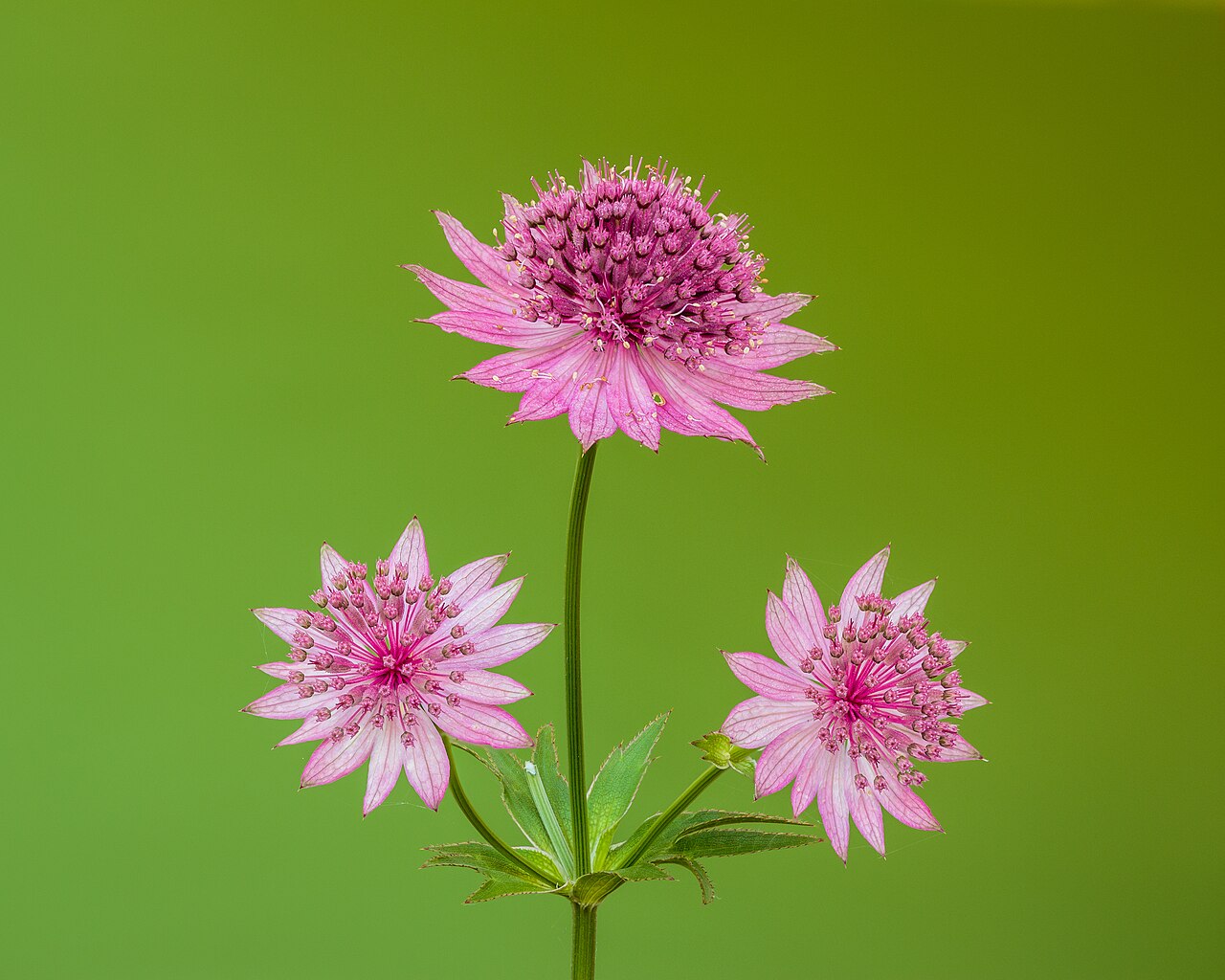 Starostlivosť o Astrantia major v záhradnom záhone