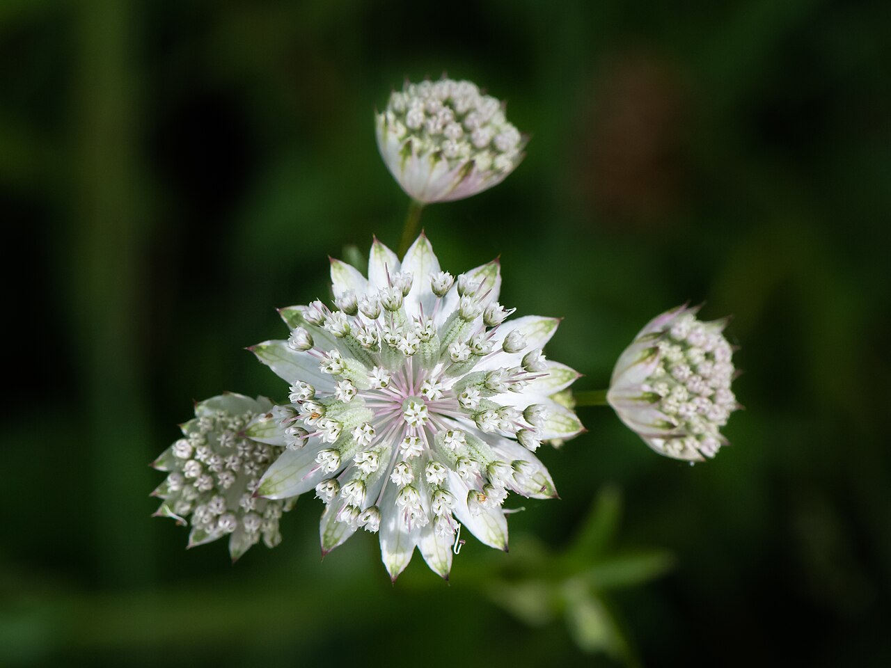 Kvitnúca Astrantia major s jemnými hviezdicovými kvetmi