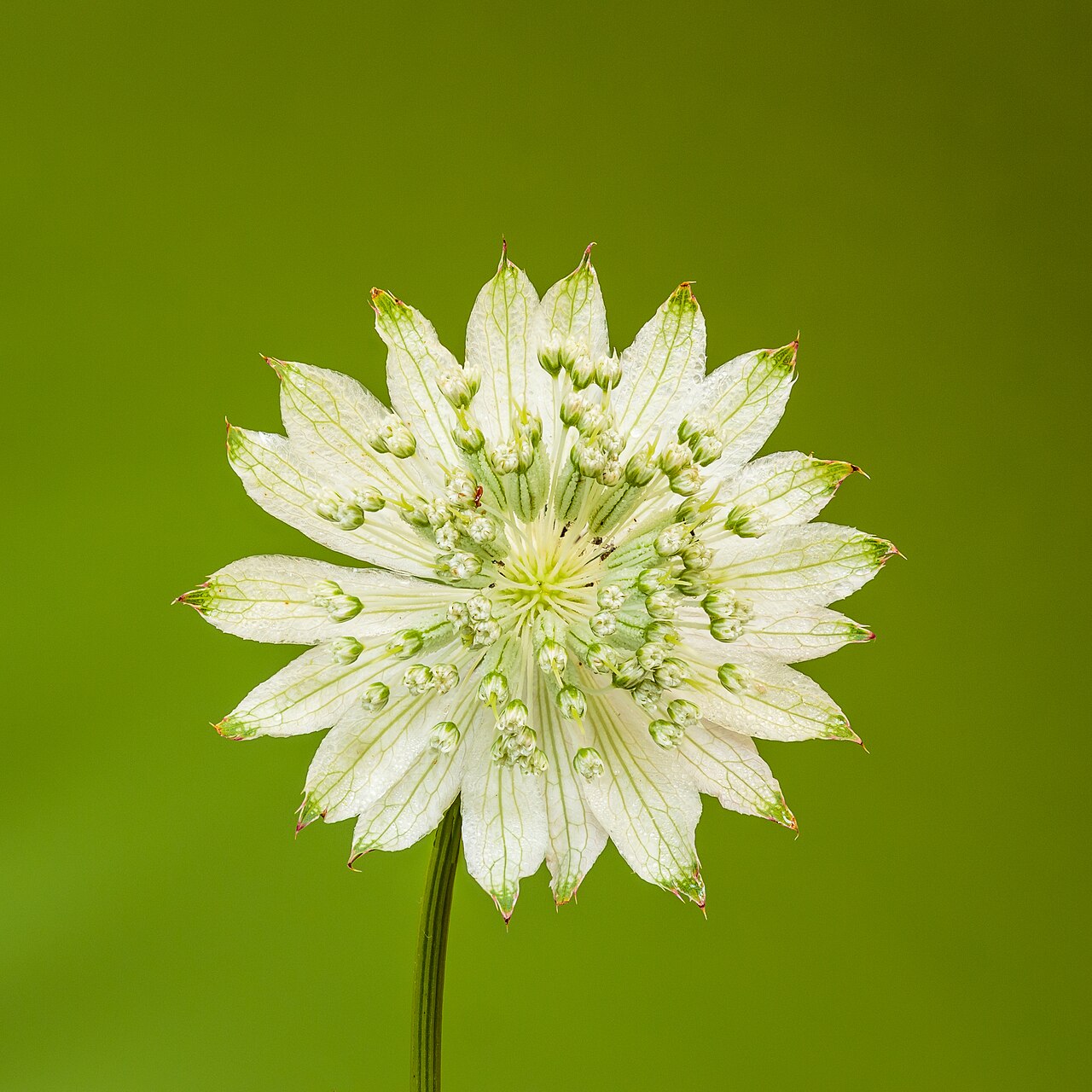 Detail listov a kvetov rastliny Astrantia major