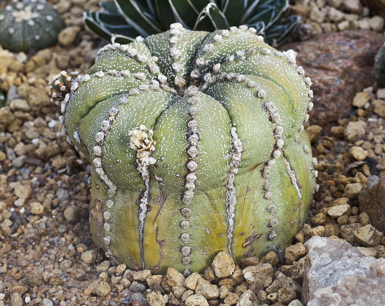 Starostlivosť o Astrophytum asterias v domácich podmienkach