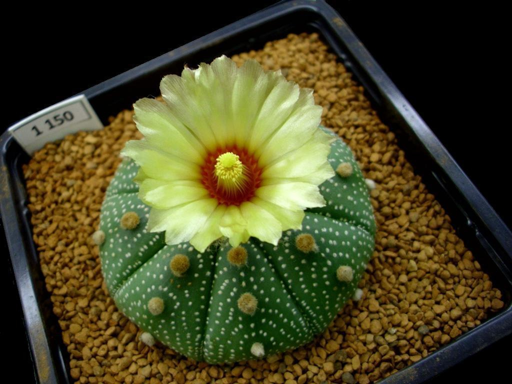Detail tela kaktusu Astrophytum asterias s bielymi škvrnami