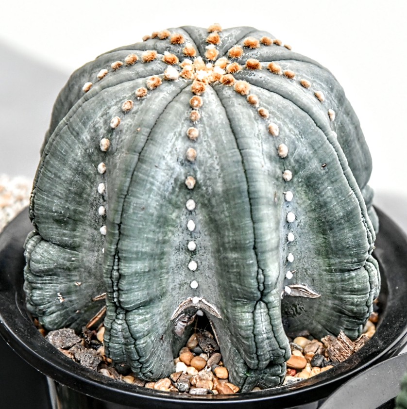 Astrophytum asterias so žltým kvetom na vrchole