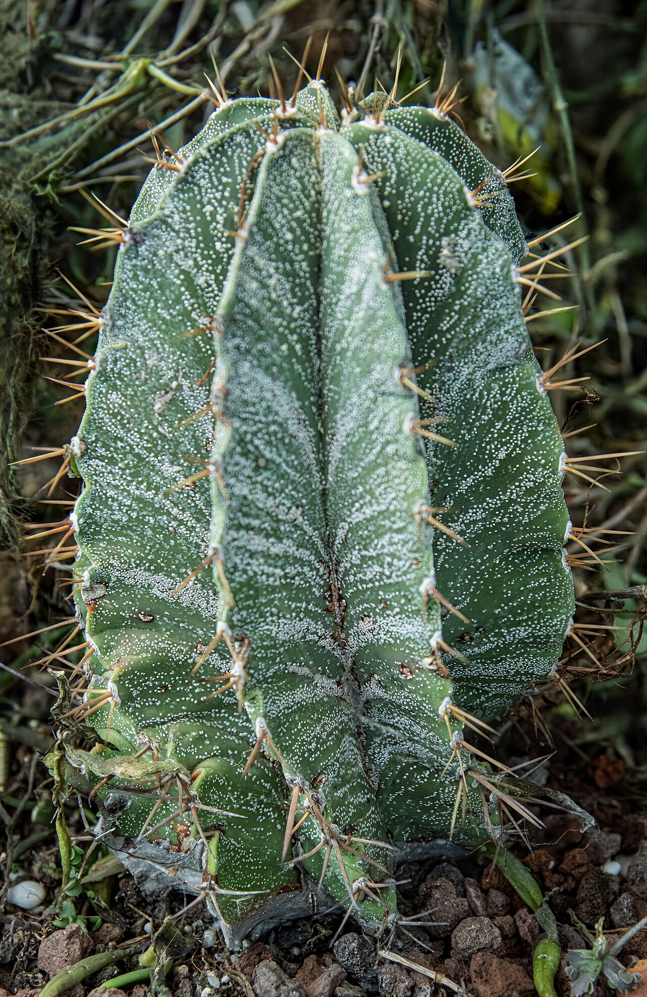 Starostlivosť o Astrophytum ornatum v domácom pestovaní
