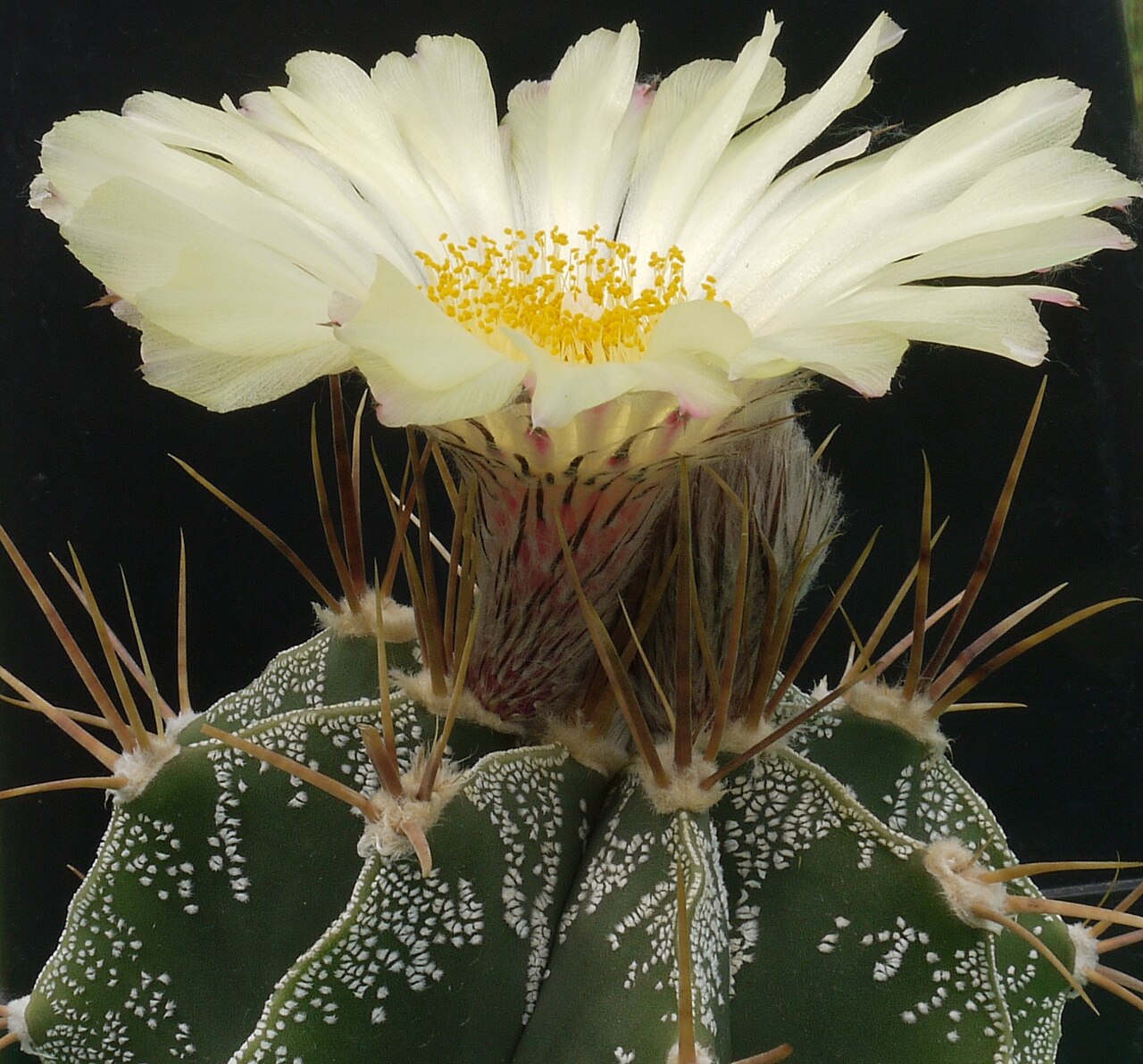 Astrophytum ornatum s bielymi škvrnami a výraznými tŕňmi