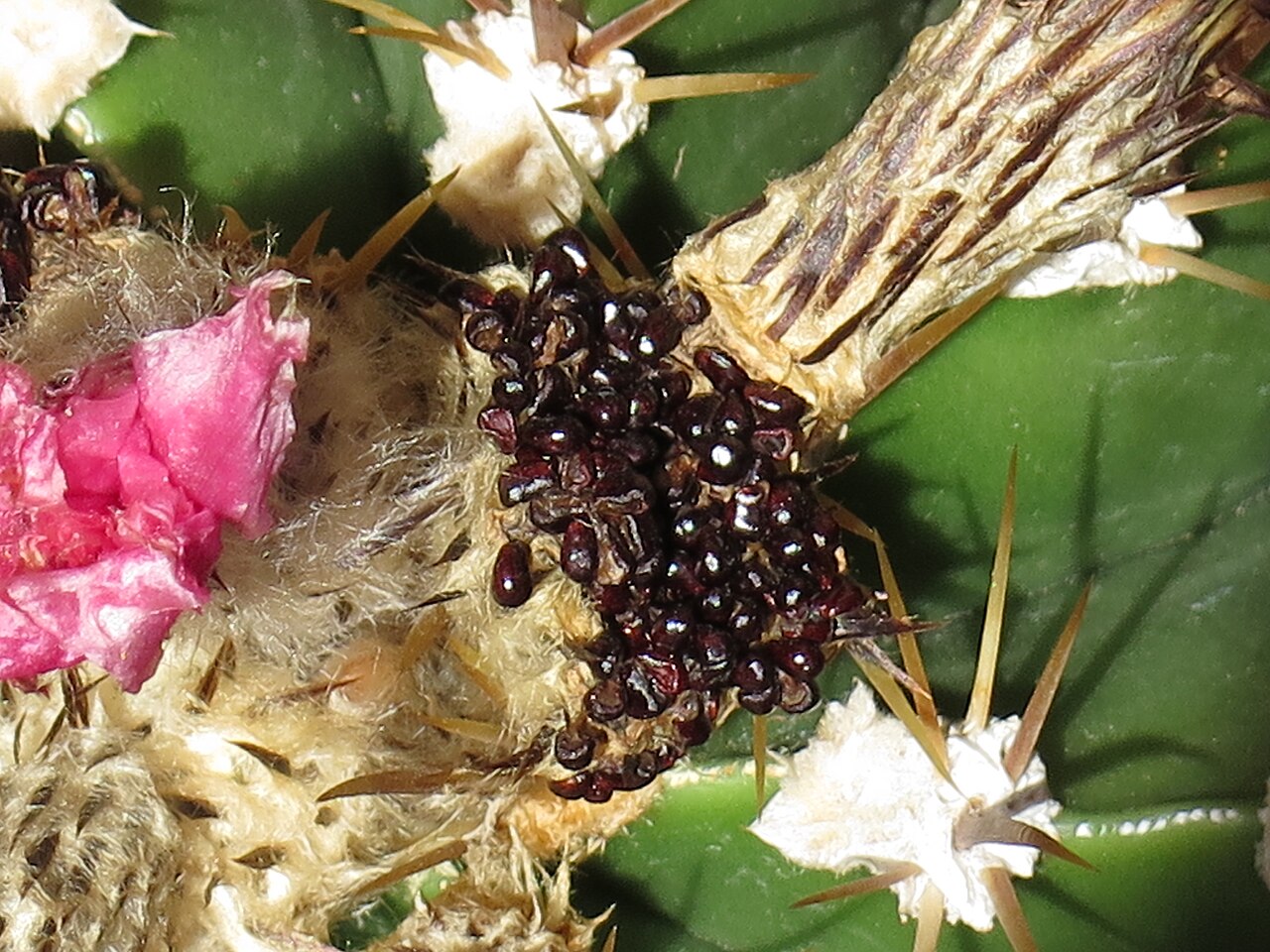 Stĺpovitý kaktus Astrophytum ornatum v kvetináči