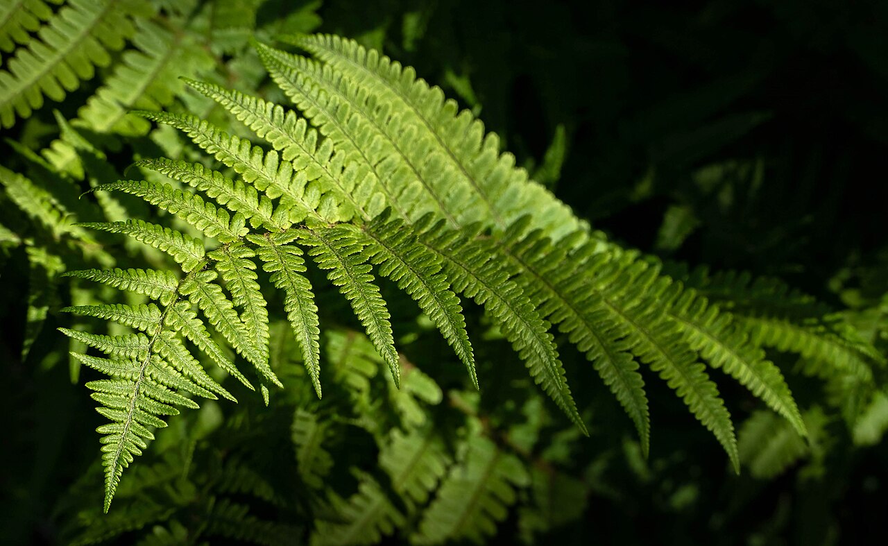 Starostlivosť o Athyrium filix-femina v interiéri