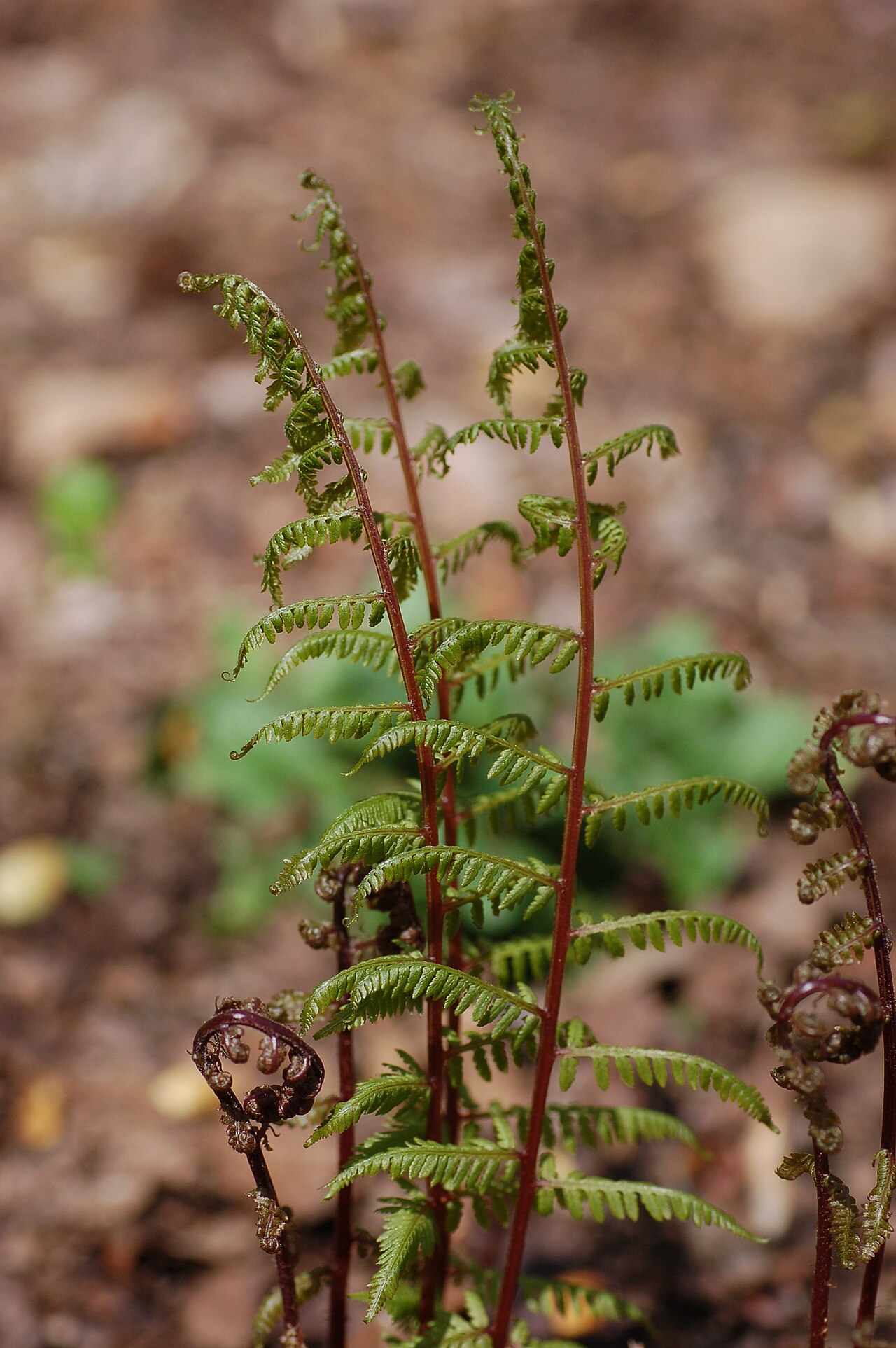 Jemne členené listy rastliny Athyrium filix-femina
