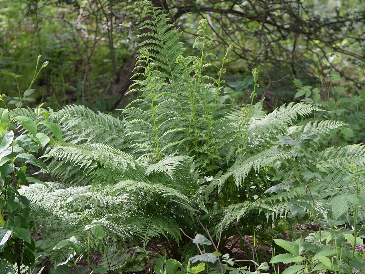 Athyrium filix-femina pestovaná v tienistom kúte