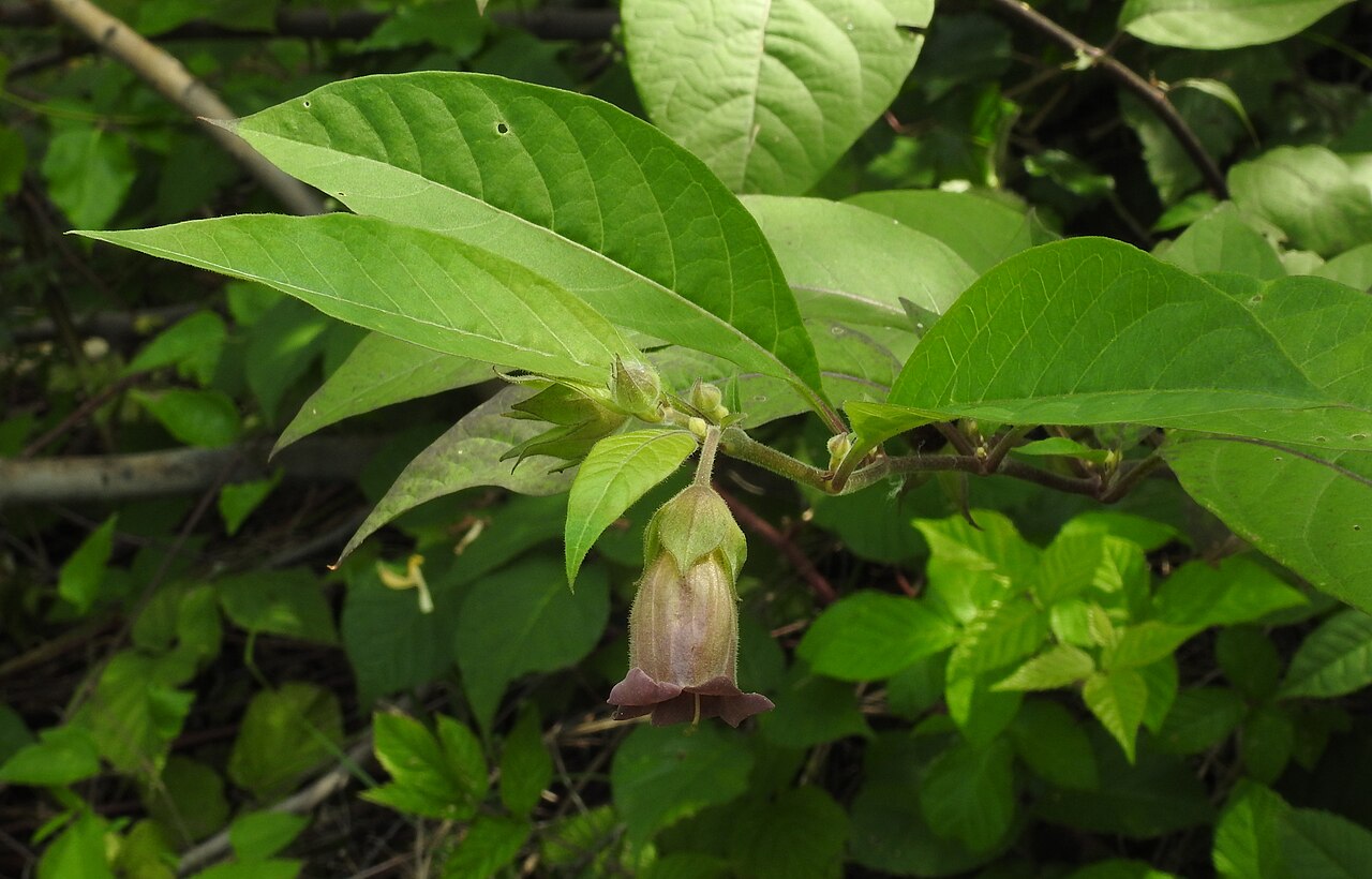 Atropa belladonna s typickými listami a vzpriameným rastom