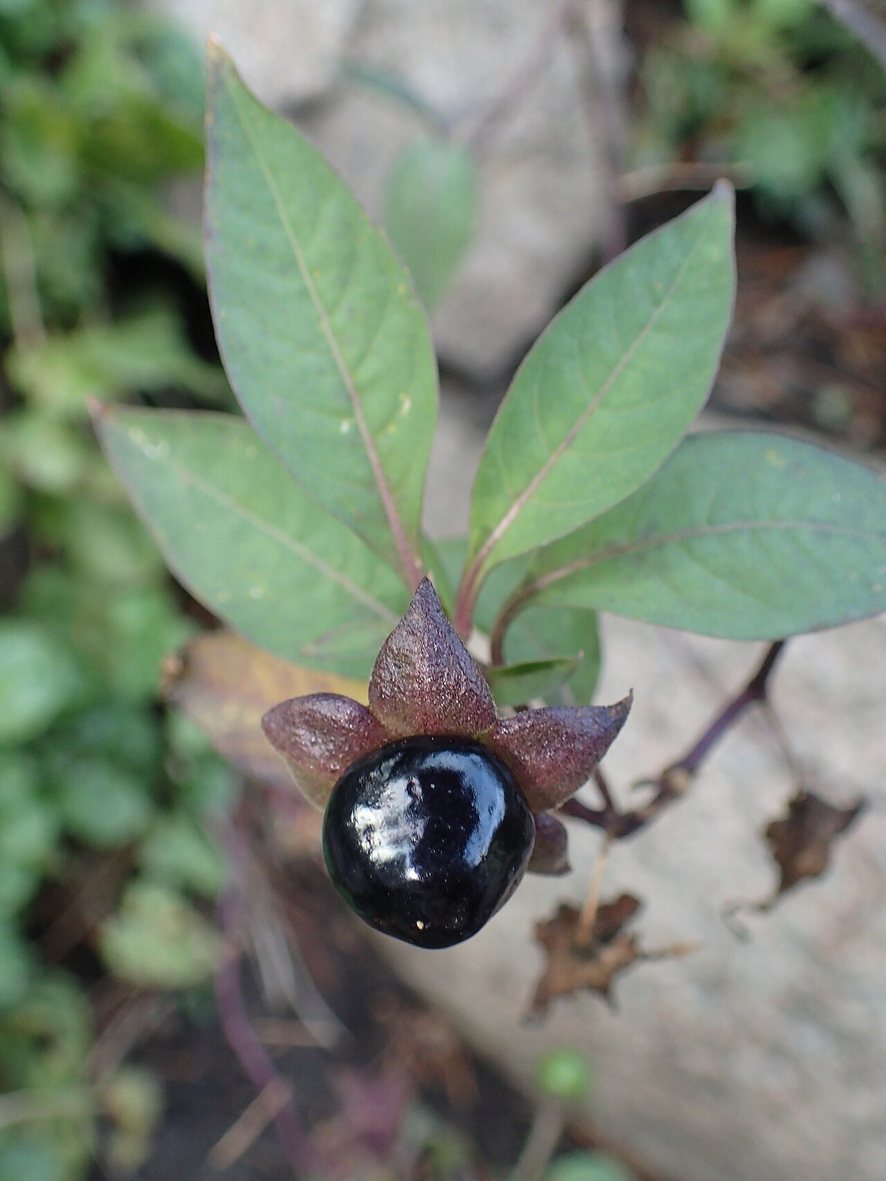 starostlivosť o Atropa belladonna a detail jej kvetov