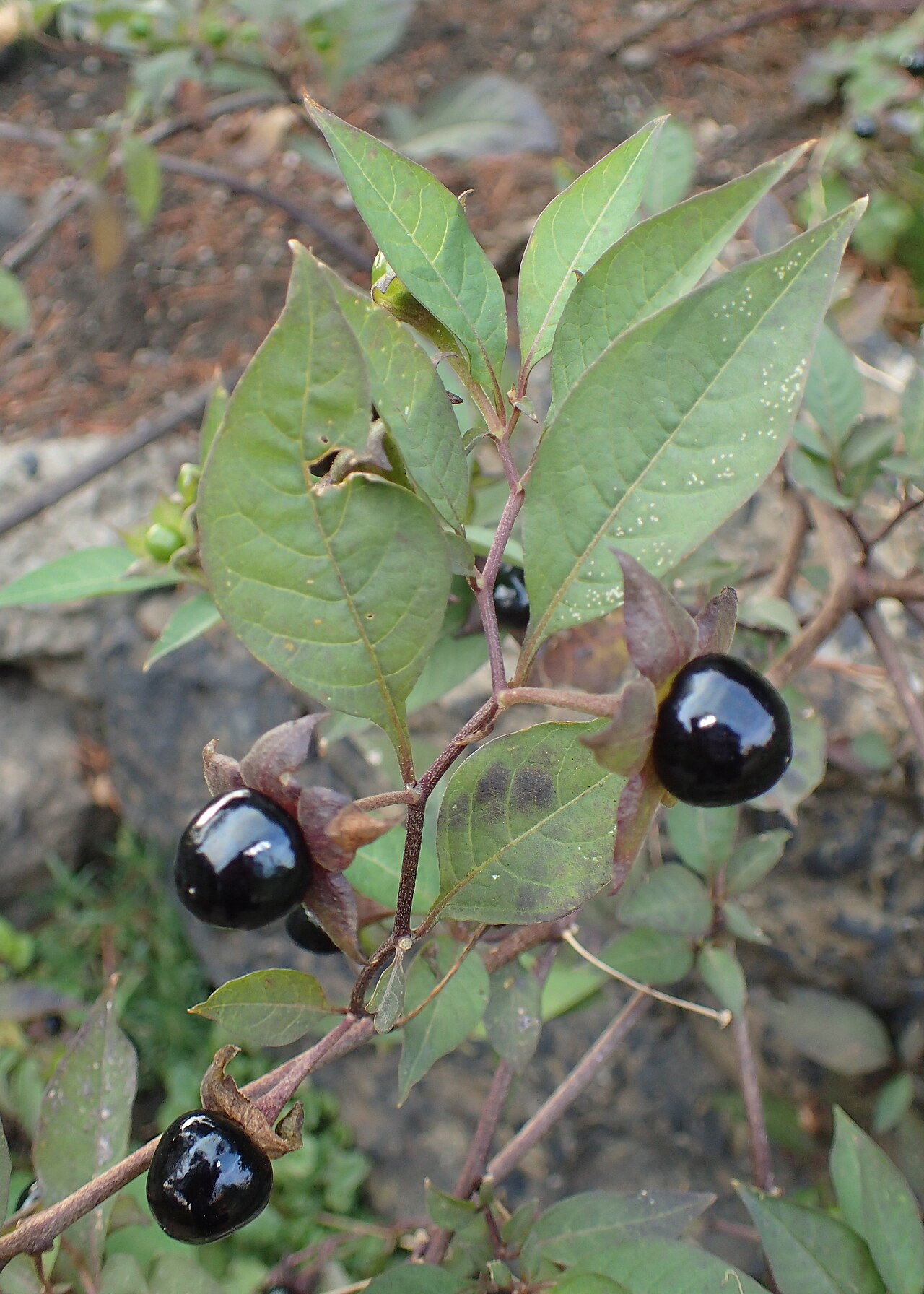 Lesklé čierne plody rastliny Atropa belladonna