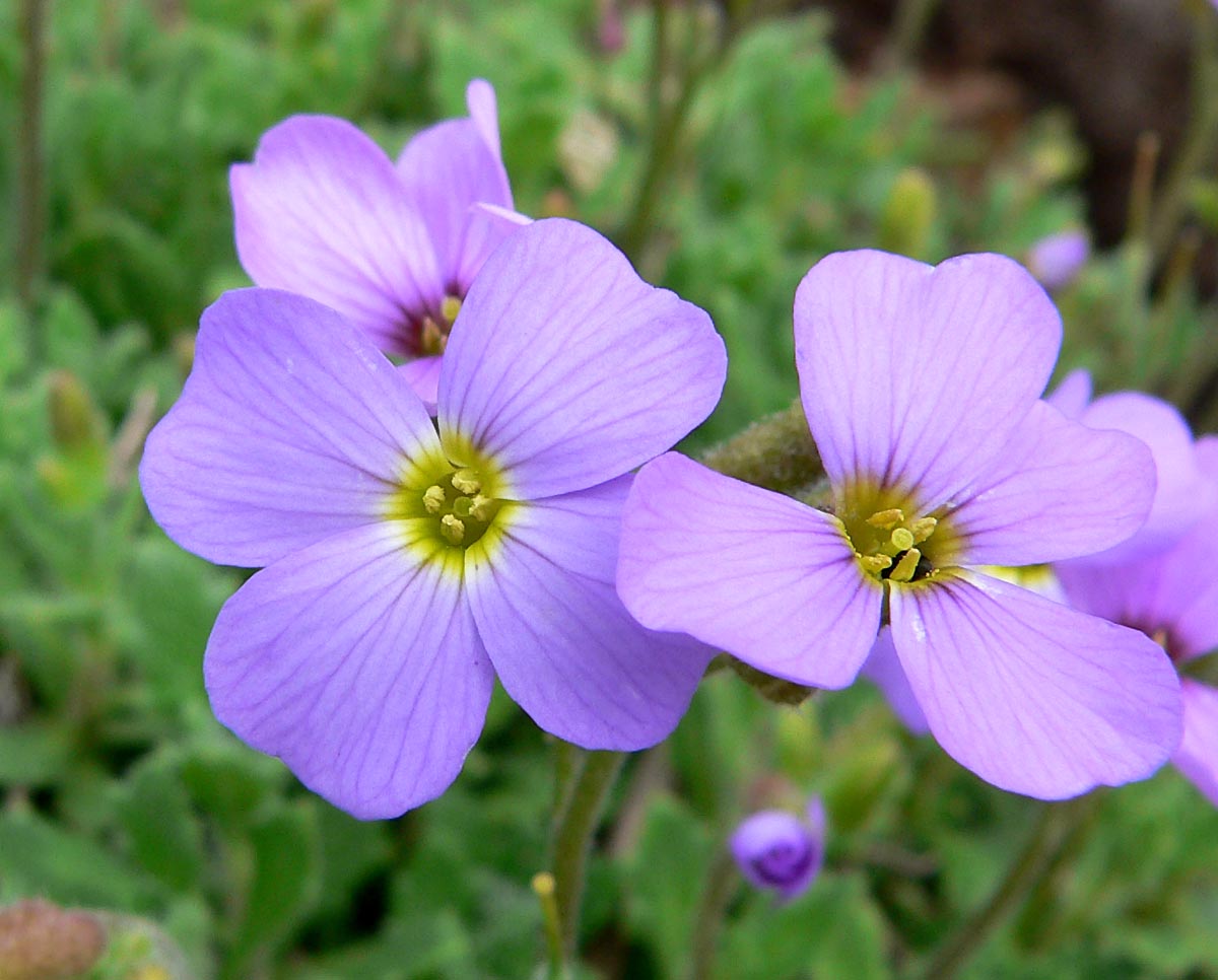 Starostlivosť o Aubrieta deltoidea v skalke počas kvitnutia