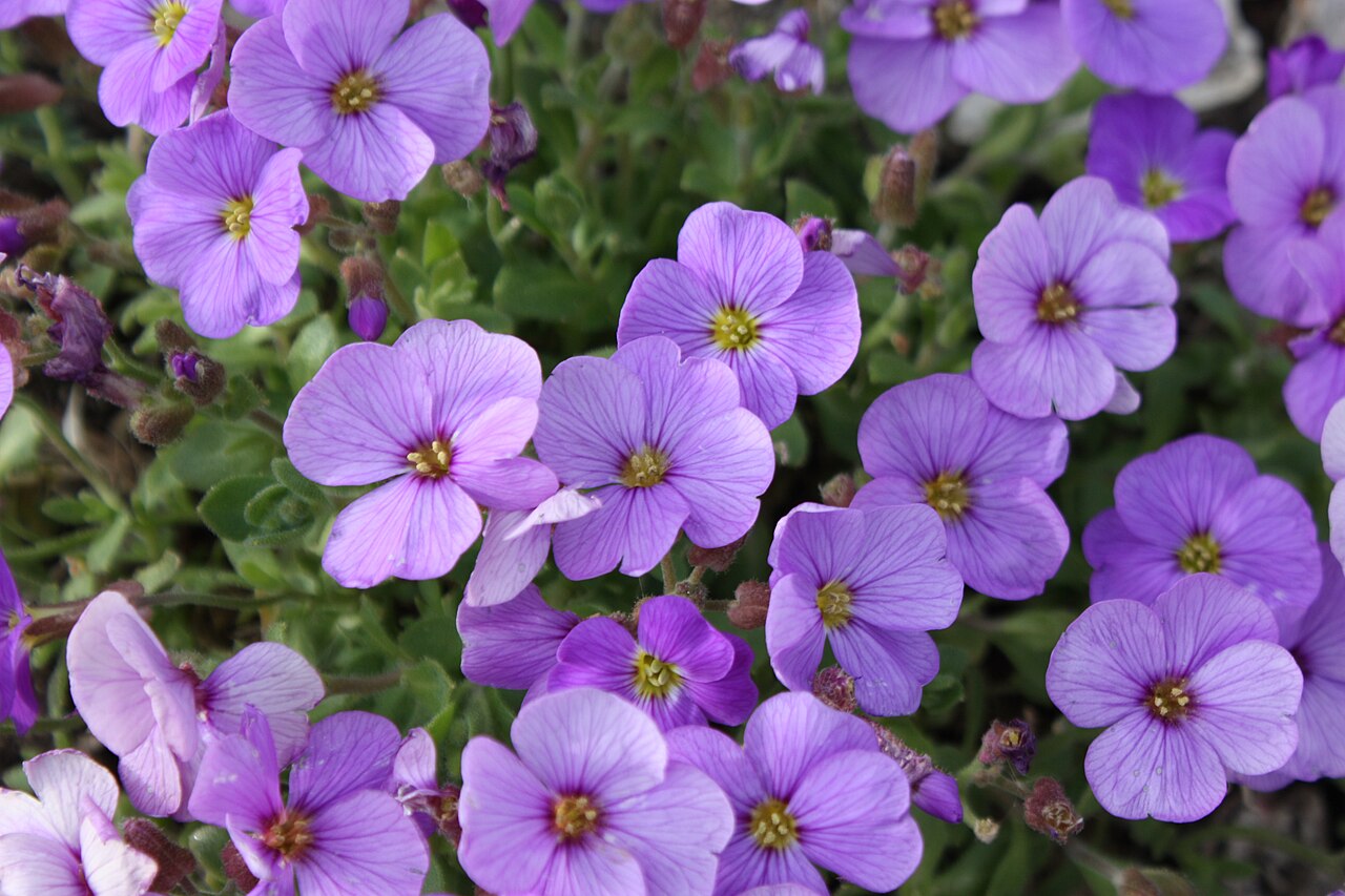 Aubrieta deltoidea s fialovými kvetmi na kamennom múriku