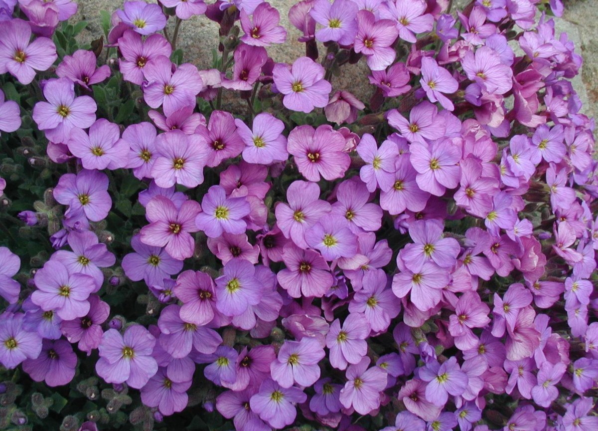 Starostlivosť o Aubrieta × cultorum na slnečnom stanovisku