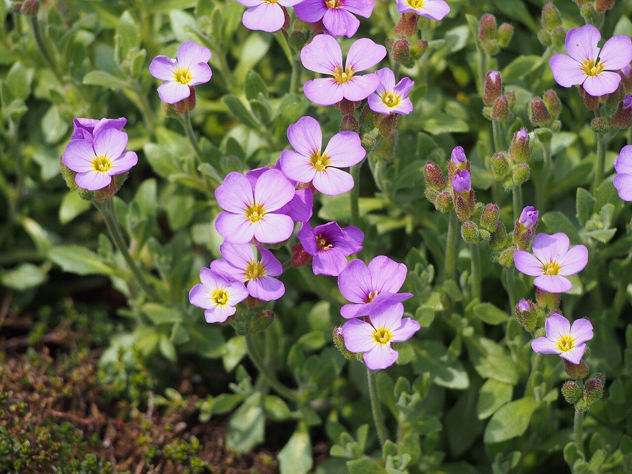 Aubrieta × cultorum kvitnúca v skalke