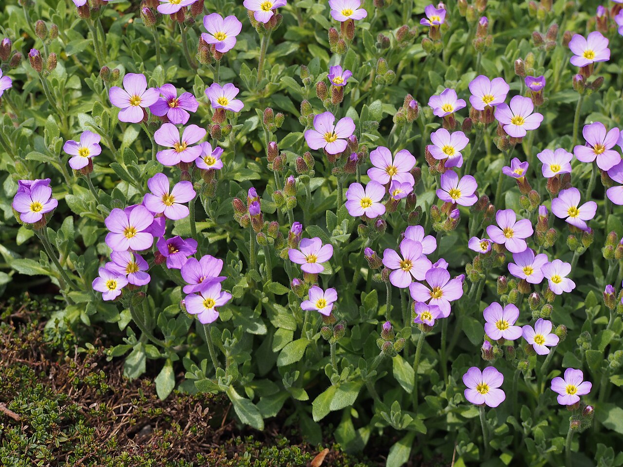 Detail fialových kvetov Aubrieta × cultorum