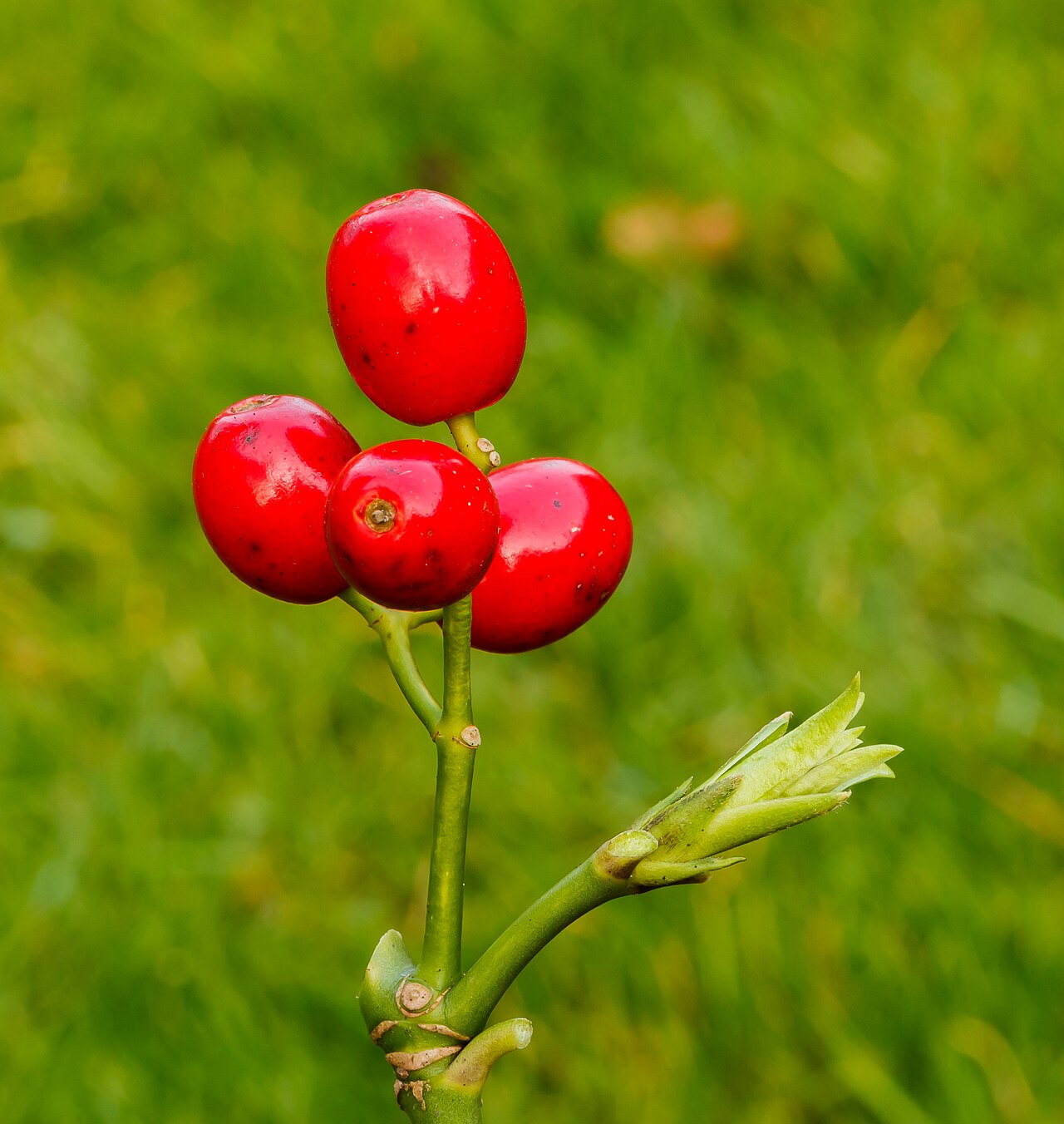 Starostlivosť o Aucuba japonica a detail panašovaných listov