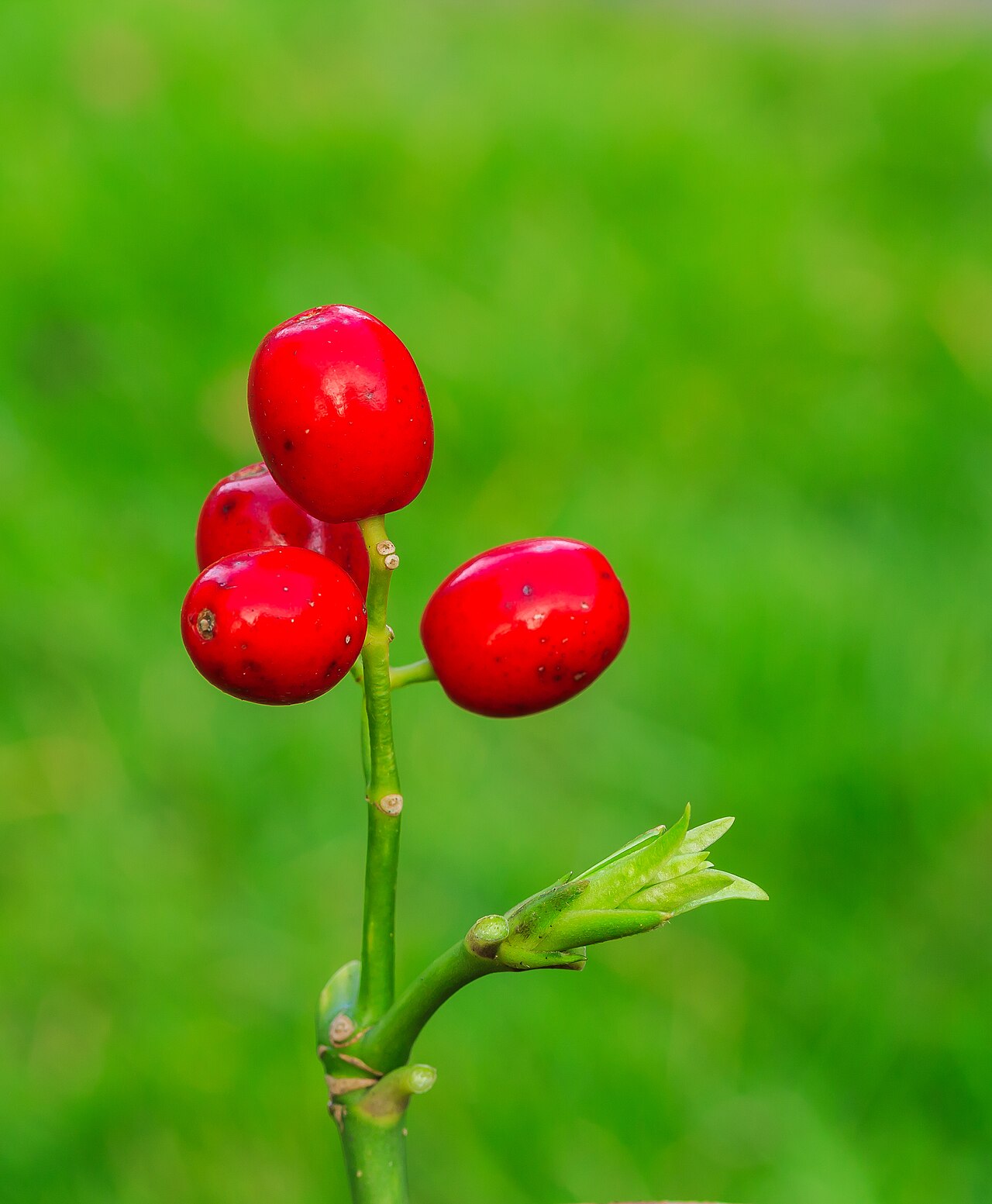 Lesklé listy rastliny Aucuba japonica